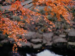 -留园