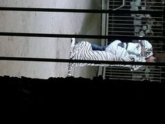 android_upload_pic-清迈夜间动物园