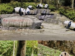 -都江堰中华大熊猫苑