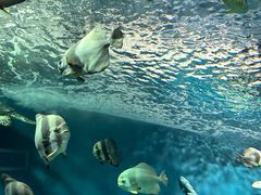 -上海海洋水族馆