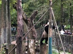 -都江堰中华大熊猫苑