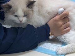 -全心全意连锁动物医院·微创中心·内科急重症·心脏专科(丰管路店)