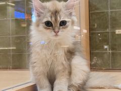 -帕帕拉兹宠物(亚洲旗舰店)