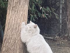 -中央广播电视总台(光华路办公区)