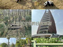 -成都大熊猫繁育研究基地