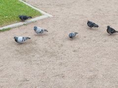 -斯莫尔尼宫