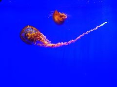 -上海海洋水族馆