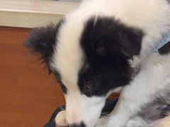 -艾贝尔宠物医院·24H转诊中心·肿瘤猫专科(江宁双龙店)