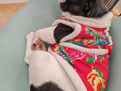 -Let's go狗咖·猫咖·奶狗·桌游(春熙路IFS店)