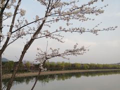-羊山湖公园