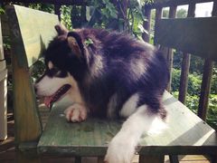 -三圣花乡旅游区