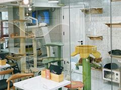 -喵园·猫主题咖啡厅·撸猫·猫咖(国贸店)