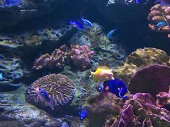 -暹罗海洋世界