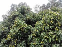 -南通洲际绿博园