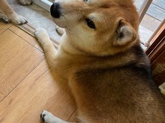 -是阿柴呀！柴犬咖啡·爱喵喵猫咖