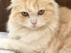 -喵园·猫主题咖啡厅·撸猫·猫咖(国贸店)