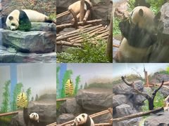 -红山森林动物园