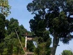 苍柏-金堂县云顶石城风景区