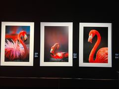 -罗红摄影艺术馆