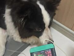 -康成宠物医院24H·CT·核磁共振