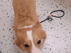 -瑞派康怡24h宠物医院·犬猫医疗中心·微创绝育(瑞景分院)