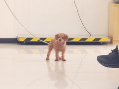 -美联众合动物医院·24h京西诊疗中心