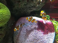 -暹罗海洋世界