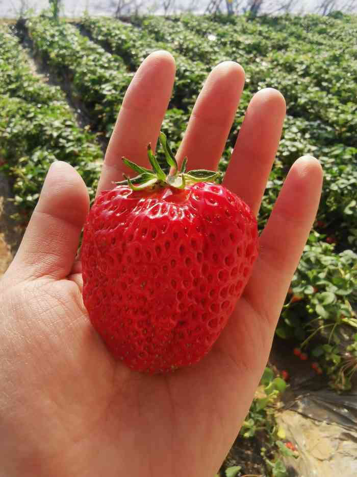 丁丁草莓园-"以前总是去丁丁草莓园采摘91!老客户啦 .