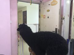 -我爱猫咪·猫咖·狗咖·安哥拉兔·羊驼咖(小寨华旗店)