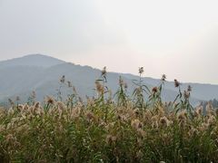 -长广溪湿地公园