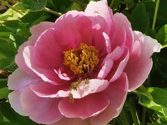 -洛阳市隋唐城遗址植物园