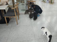 -喵园·猫主题咖啡厅·撸猫·猫咖(国贸店)