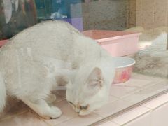 -FAELING PETS美天灵宠物(富力广场店)
