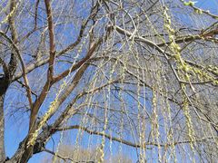 -大兴滨河森林公园