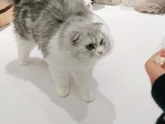 -COLOR PETS 撸猫馆·购猫·猫咖(长风大悦城店)