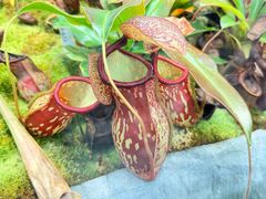 -国家植物园南园