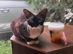 -豆逗聊愈猫阁Easy Life