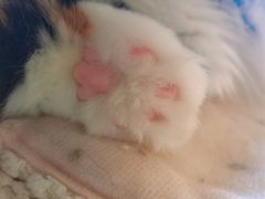-More Fun猫咖 二十只万元加菲主题