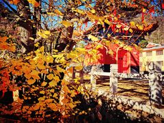 -遵化市禅林寺古银杏风景园