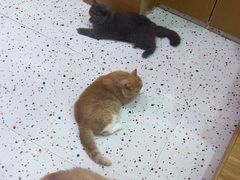 -滚猫咖啡·猫咖·猫友好撸猫(未来城店)