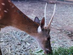 -安德鲁户外烧烤帐篷营地(马泉营店)