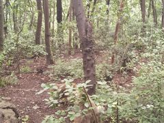 -黔灵山公园