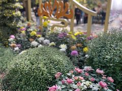 -上海共青森林公园