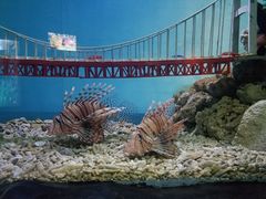 -太平洋海底世界