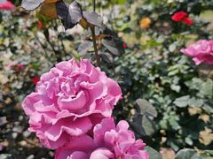 -人民公园(罗湖区)