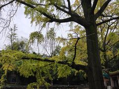 -四川大学(华西校区)