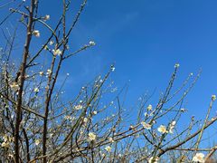 -广州市流溪河国家森林公园