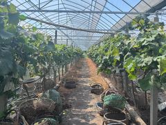 -马陆小张葡萄园农家乐