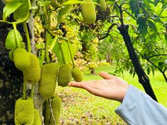 -中国科学院西双版纳热带植物园