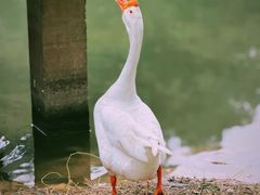 -福建鲤鱼洲酒店